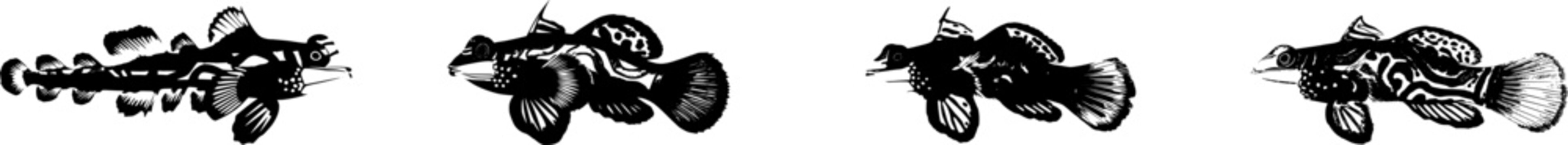 A stunning Mandarin Dragonet fish displays vibrant orange, blue, and green patterns against a pristine white backdrop, creating an eye-catching visual