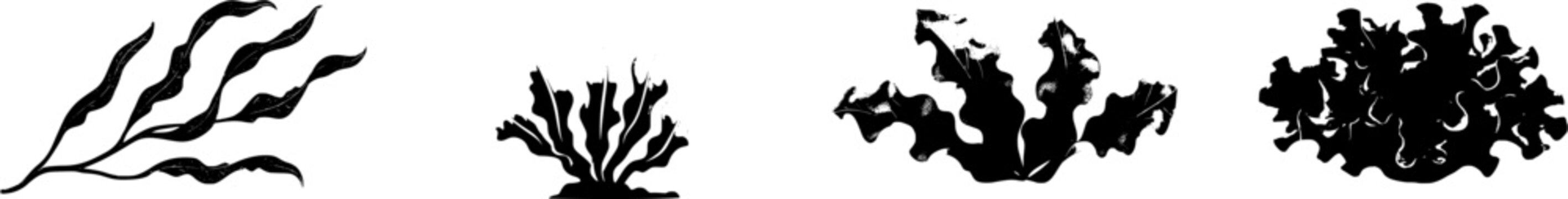 A stunning photorealistic image of fresh Sea Lettuce (Ulva lactuca) displays its translucent, wavy, and ruffled margins against a pure white background