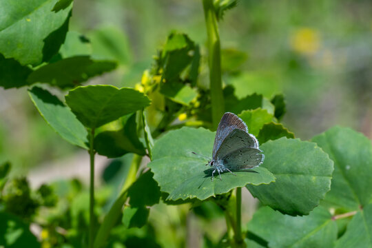 Kutsal Mavi &raquo; Celastrina argiolus &raquo; Holly Blue