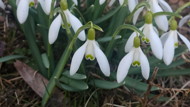Snowdrops Galanthus nivalis blooming in early spring forest, delicate white flowers close up