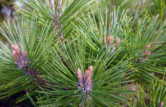 Junge Triebe einer Latsche - Legf&ouml;hre - Pinus mugo mugo - mountain pine