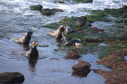 Sea Lions Resting and Playing Among Coastal Rocks and Tide Pools