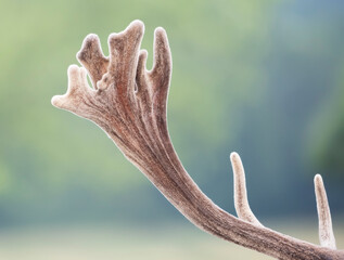 Naklejka premium Close-up of red deer stag antler covered in soft, protective velvet in summer