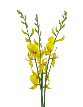 Spanish broom flowers, rush or weaver's broom isolated on white, Spartium junceum