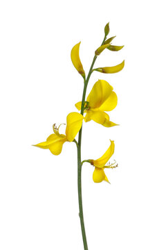 Spanish broom flowers, rush or weaver's broom isolated on white, Spartium junceum