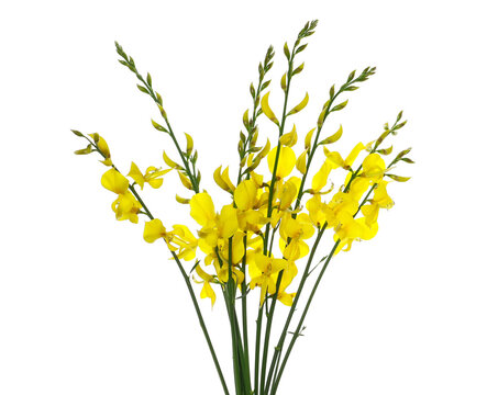 Spanish broom flowers, rush or weaver's broom isolated on white, Spartium junceum