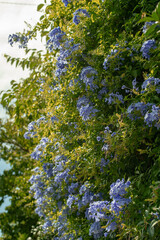 Fototapeta premium Fiori azzurri