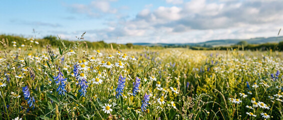 Fototapeta premium Vibrant meadow of wildflowers with blue and white blossoms under the sun.