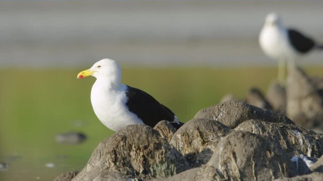 A pair, couple of Kelp Gulls (Larus dominicanus) Looking for fish near a lake. 
