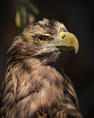 Naklejka premium White-tailed eagle close up portrait – Haliaeetus albicilla bird of prey wildlife photography