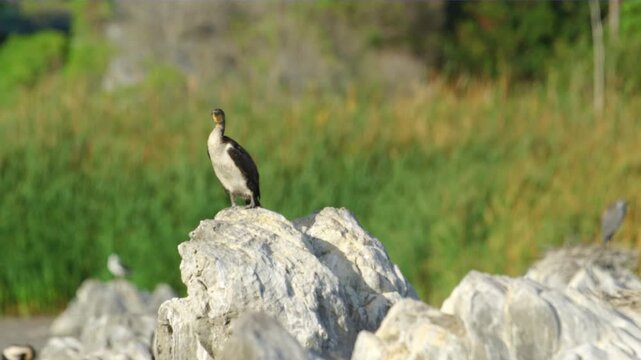 Close up of a white-breasted cormorant (Phalacrocorax lucidus ), selective focus. 