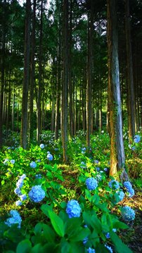 朝の武石あじさい公園