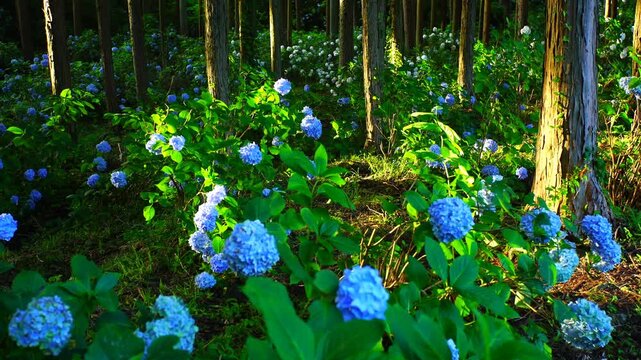 朝の武石あじさい公園