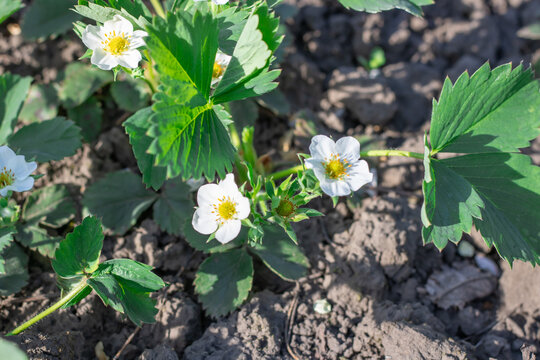 Green leaf and white flowers of strawberry bloom in vegetable garden. Bushes of strawberry fragaria the rosaceae family in blosson. Large fruited plant of berry crops wild strawberry in horticulture.