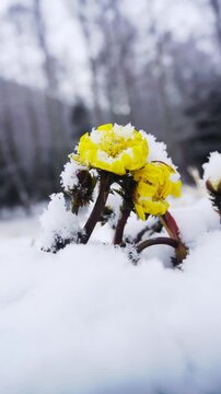 唐沢地区の福寿草と降る雪