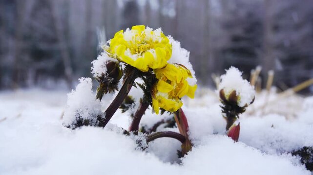 唐沢地区の福寿草と降る雪