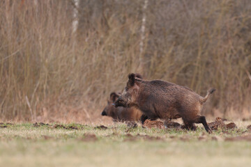 Dzik euroazjatycki, dzik, (Sus scrofa), boar © Bartosz Rakoczy