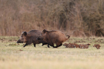 Dzik euroazjatycki, dzik, (Sus scrofa), boar © Bartosz Rakoczy