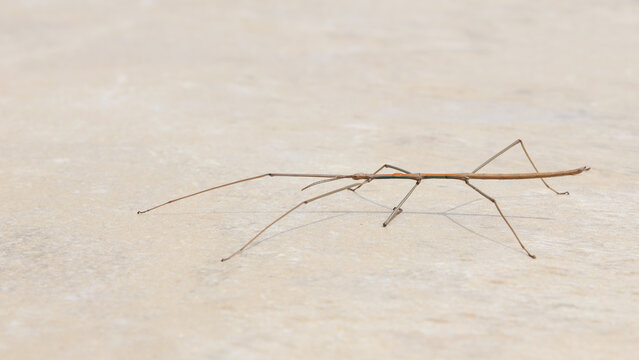 Vietnamese walkingstick walking on stone