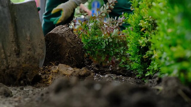 Process of work of urban gardeners planting decorative shrubs along busy city streets. Gardeners in city use shovel and hoe for transplanting small trees into soil. Street greening in cities.