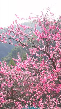朝の余里の一里花桃