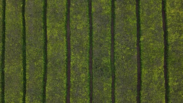 Aerial view of lush green crops arranged in neat parallel rows, creating a textured landscape of agriculture, Maia, Sao Miguel, Portugal.