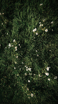 White daisy flowers in green grass