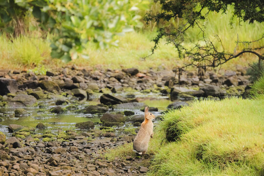 A European Rabbit (Oryctolagus cuniculus) standing alert near a stream of water in Fife, Scotland, UK.