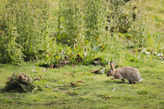 A European Rabbit (Oryctolagus cuniculus) foraging in a field of green grass in Fife, Scotland, UK.