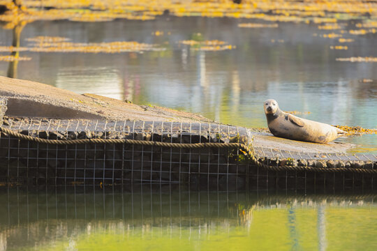 A harbour seal (Phoca vitulina) basking on a boat ramp in the sun on a summer day at Aberdour Harbour, Fife, Scotland, UK.