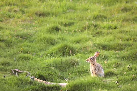 A European Rabbit (Oryctolagus cuniculus) standing alert in a field of green grass in Fife, Scotland, UK.