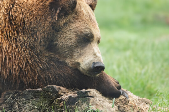 Wildlife portrait of a a mature Eurasian Brown Bear (Ursus arctos arctos).