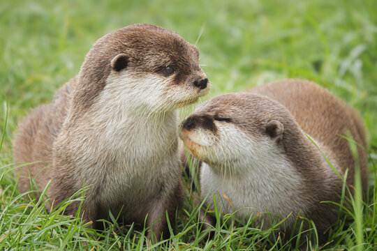A pair of cute, adorable Asian Short Clawed Otters (Aonyx cinereus) playful in the grass.