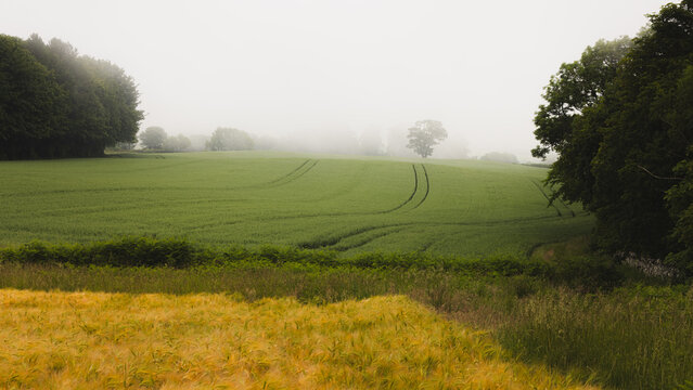 A mature English Oak tree (Quercus robur) on a moody, misty day in the rural farmland and countryside of Fife, Scotland near Aberdour.