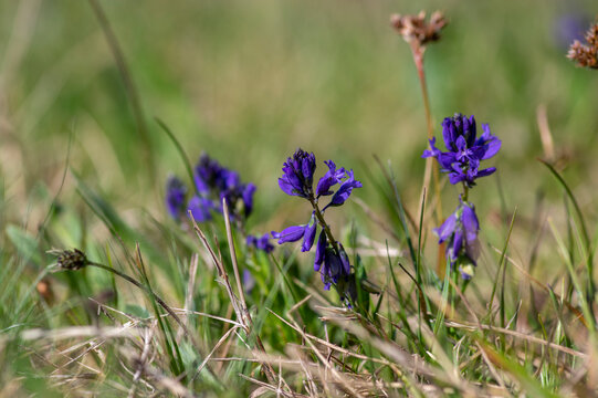 Polygala vulgaris purple milkwort wildflower in meadow macro detail