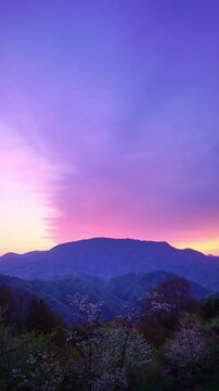 高照山さくらの里の桜と聖山と朝焼け
