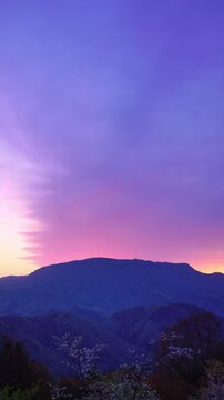 高照山さくらの里の桜と聖山と朝焼け