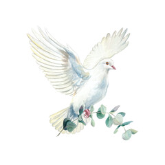 Fototapeta premium Flying white dove with a green eucalyptus branch. Purity and faith. Hand drawn watercolor illustration, isolated. For designing cards and invitations for first communions, baptisms and weddings.