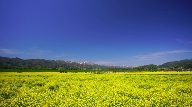 道の駅付近の菜の花畑と木立と鍋倉山などの山並み