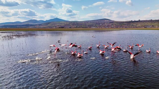 Flock of flamingos feeding in a dark water wetland lake, aerial drone view