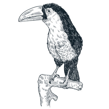 Toucan vector hand drawn sketch illustration. Tropical bird fashion print or poster design element