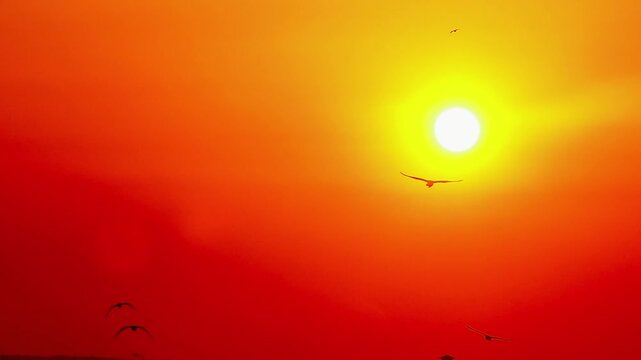 Seagulls soar across the bright orange sky at sunset, their shadows contrasting with the illuminated sunlight, capturing the atmosphere of Bang Pu coastline&mdash;the freedom and natural movement in the w
