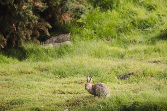 A European Rabbit (Oryctolagus cuniculus) foraging in a field of green grass in Fife, Scotland, UK.
