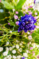 Fototapeta premium Vibrant Blue Hyacinth with Soft Florals