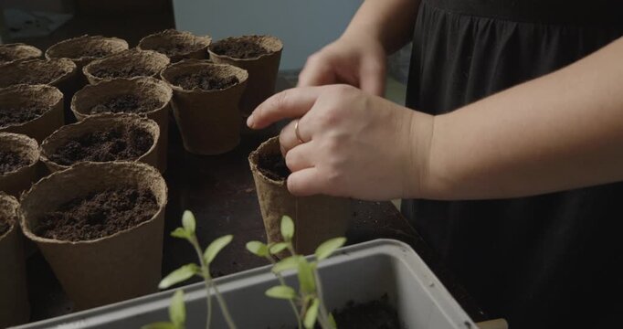 Female farmer carefully transplanting a young tomato seedling from a nursery tray into a biodegradable peat pot, preparing it for future growth in a garden or greenhouse environment.