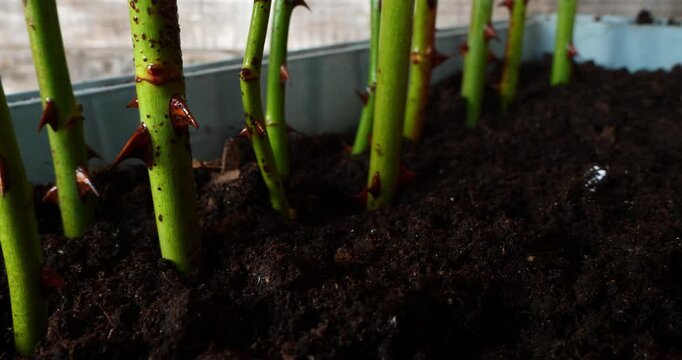 Macro perspective of planting fresh green rose cuttings with thorns into dark, fertile soil, preparing them for propagation and stimulating new root growth in a planter box during springtime.