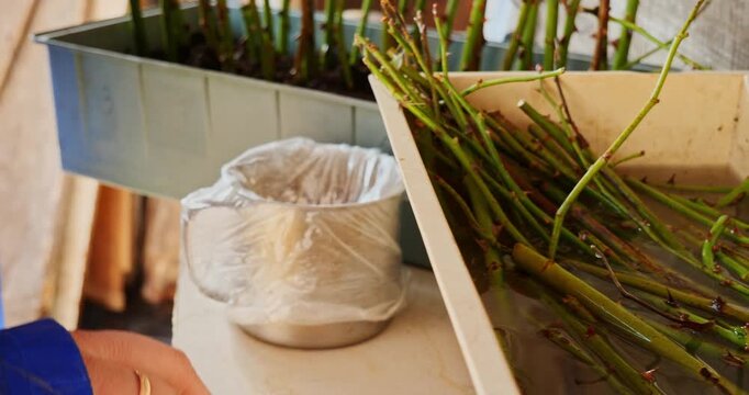 Female gardener dipping a fresh rose cutting into rooting hormone powder before planting it in soil, a crucial step in the vegetative propagation of flowers and plant cultivation in a nursery.