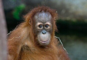 Sumatran orangutan  © Hana