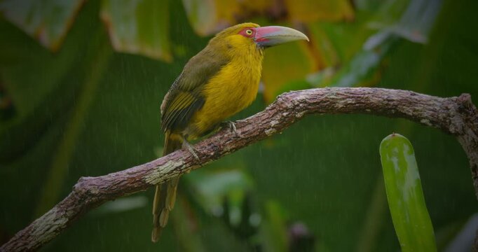 Saffron Toucanet Sitting on Branch in Rainforest During Rain &ndash; Tropical Bird Wildlife Close-Up