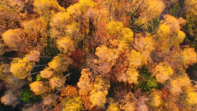 紅葉のカラマツ林と蓼科山と八ケ岳などの山並みと雲海と朝日